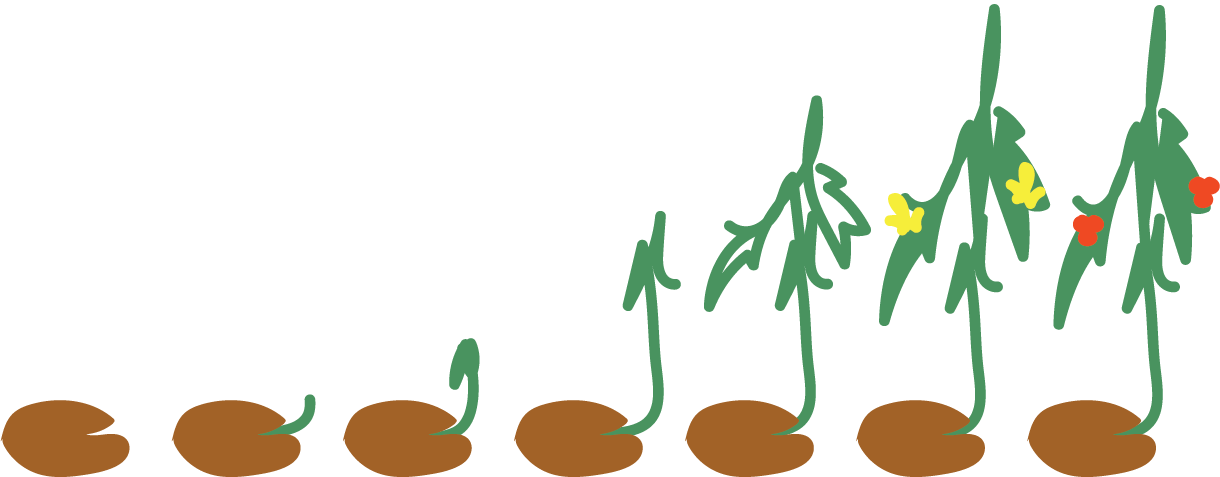 illustration of a tomato plant growing from seed to fruit